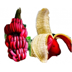 Nasiona Banan czerwony jadalny szt.5 N143