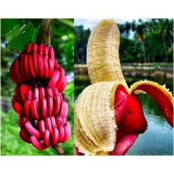 Nasiona Banan czerwony jadalny szt.5 Nxx143