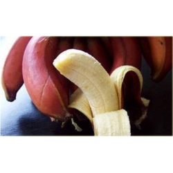 Nasiona Banan czerwony jadalny szt.5 Nxx143