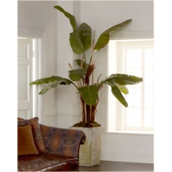 Nasiona Banan czerwony jadalny szt.5 Nxx143