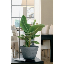 Nasiona Banan czerwony jadalny szt.5 Nxx143