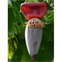 Nasiona Banan czerwony jadalny szt.5 Nxx143