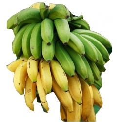 Nasiona Banan domowy szt.10 N57