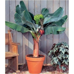 Nasiona Banan domowy szt.3 Nxx57