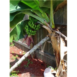 Nasiona Banan domowy szt.3 Nxx57