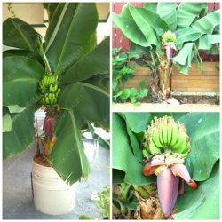 Nasiona Banan domowy szt.3 Nxx57