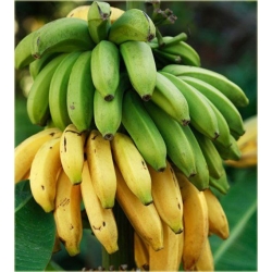 Nasiona Banan domowy szt.3 Nxx57