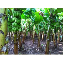 Nasiona Banan domowy szt.3 Nxx57