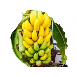 Nasiona Banan doniczkowy szt.10 N190