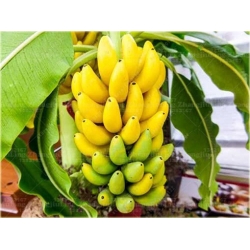 Nasiona Banan doniczkowy szt.10 Nxx190