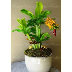 Nasiona Banan doniczkowy szt.10 Nxx190