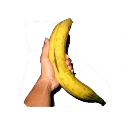 Nasiona Banan Gigant szt.10 N192
