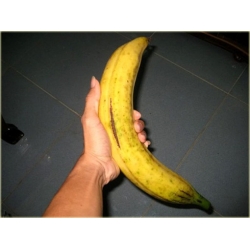Nasiona Banan Gigant szt.10 Nxx192