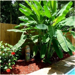 Nasiona Banan Gigant szt.10 Nxx192