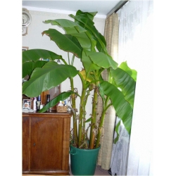 Nasiona Banan Gigant szt.10 Nxx192