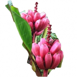 Nasiona Banan mini czerwony szt.5 N368