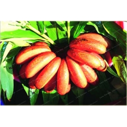 Nasiona Banan mini czerwony szt.5 Nxx368