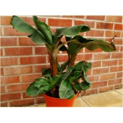 Nasiona Banan mini czerwony szt.5 Nxx368