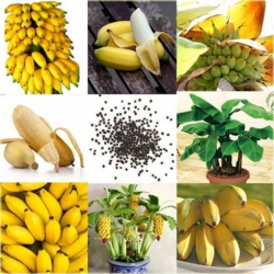 Nasiona Banan mini żółty szt.5 Nxx383