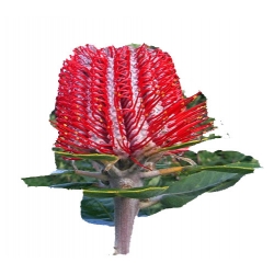 Nasiona Banksja szkarłatna szt.5 N70