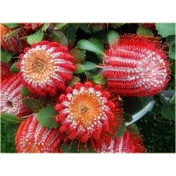 Nasiona Banksja szkarłatna szt.5 Nxx70