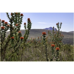 Nasiona Banksja szkarłatna szt.5 Nxx70