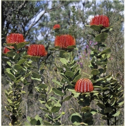 Nasiona Banksja szkarłatna szt.5 Nxx70