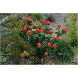 Nasiona Banksja szkarłatna szt.5 Nxx70