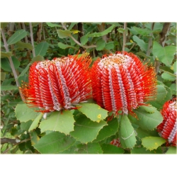 Nasiona Banksja szkarłatna szt.5 Nxx70