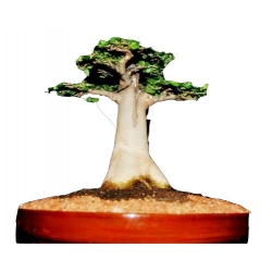 Nasiona Baobab Palczara szt.3 N146
