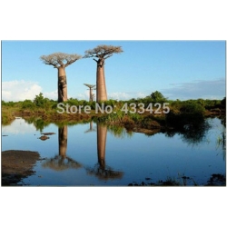 Nasiona Baobab Palczara szt.2 Nxx146