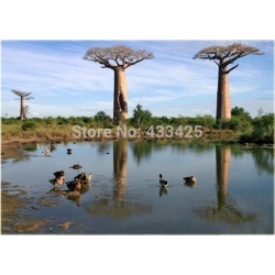 Nasiona Baobab Palczara szt.2 Nxx146