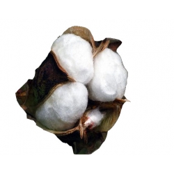 Nasiona Bawełna na plantację szt.3 N615