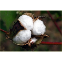 Nasiona Bawełna na plantację szt.3 Nxx615