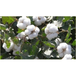 Nasiona Bawełna na plantację szt.3 Nxx615