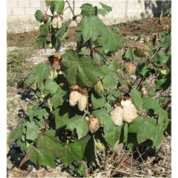 Nasiona Bawełna na plantację szt.3 Nxx615