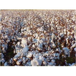 Nasiona Bawełna na plantację szt.3 Nxx615