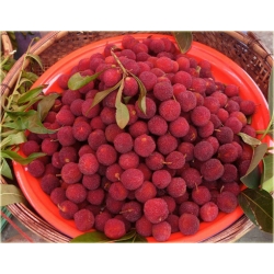 Bayberry Chińska truskawka, waxberry, Woskownica czerwona Morella rubra