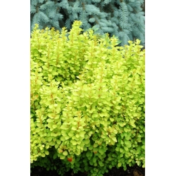 nasiona Berberys Thunberga Berberis thunbergii szt5 Fore178