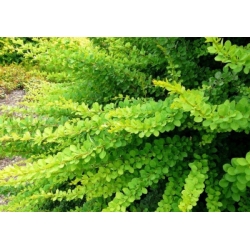 nasiona Berberys Thunberga Berberis thunbergii szt5 Fore178