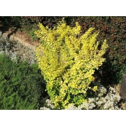 nasiona Berberys Thunberga Berberis thunbergii szt5 Fore178