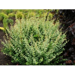 nasiona Berberys Thunberga Berberis thunbergii szt5 Fore178