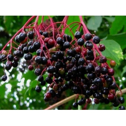 nasiona Bez czarny Sambucus nigra szt5 Fore227