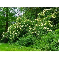 nasiona Bez czarny Sambucus nigra szt5 Fore227