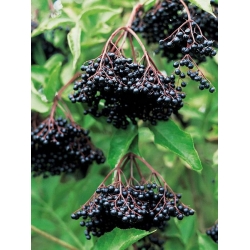 nasiona Bez czarny Sambucus nigra szt5 Fore227