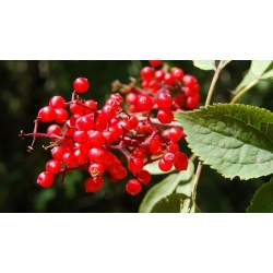 nasiona Bez koralowy Sambucus racemosa szt5 Fore228