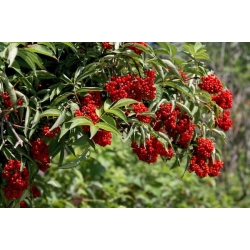 nasiona Bez koralowy Sambucus racemosa szt5 Fore228