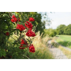 nasiona Bez koralowy Sambucus racemosa szt5 Fore228