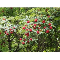 nasiona Bez koralowy Sambucus racemosa szt5 Fore228