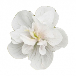 Nasiona Bodziszek biały Letnie Niebo szt.5 N511
